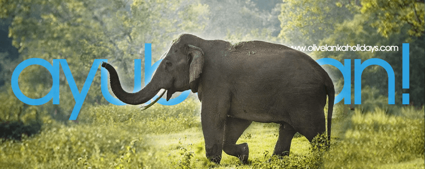 Sri lankan elephants